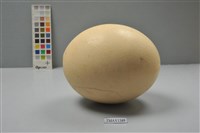 藏品(鴕鳥卵)的圖片